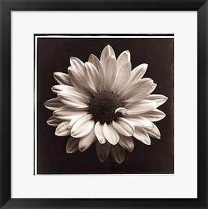 Framed Mary Ann (Daisy), Bermuda Print