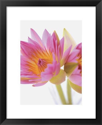 Framed Lotus Blossoms Print