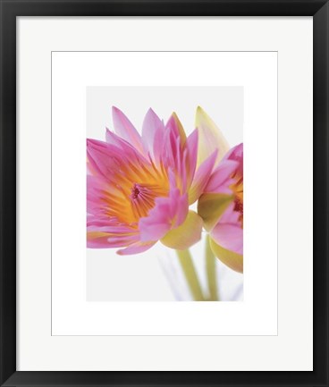 Framed Lotus Blossoms Print