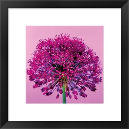 Framed Pink Allium Print