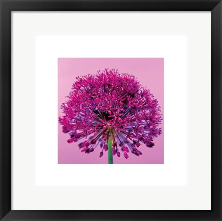 Framed Pink Allium Print