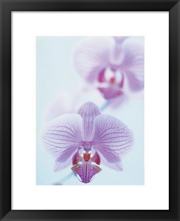 Framed Two Orchids Print