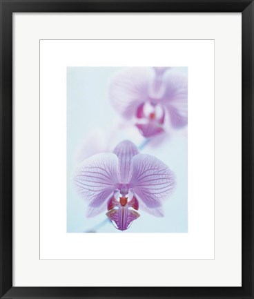 Framed Two Orchids Print