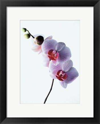 Framed Orchid Print