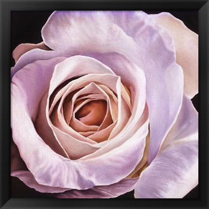 Framed White Rose At Dusk Print