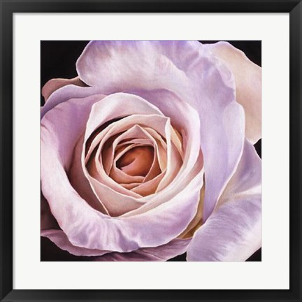 Framed White Rose At Dusk Print