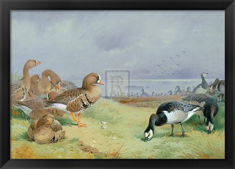 Framed Barnacle Geese Print