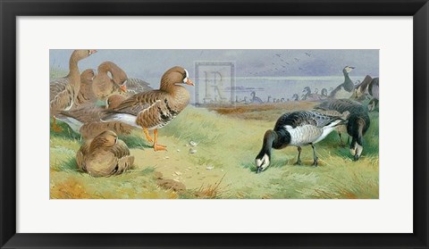 Framed Barnacle Geese Print