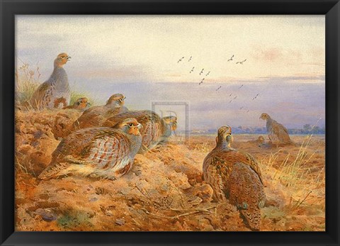 Framed English Partridges Print