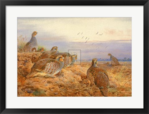 Framed English Partridges Print