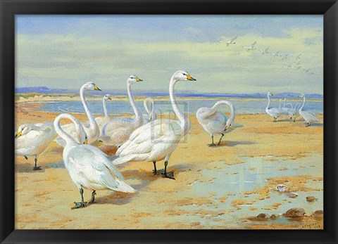 Framed Whooper Swan Print