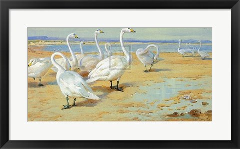 Framed Whooper Swan Print