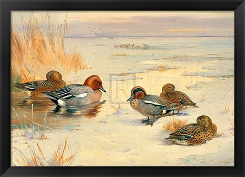 Framed Wigeon and Teal Print