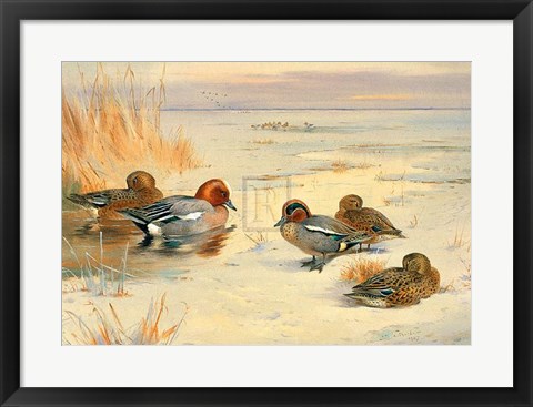 Framed Wigeon and Teal Print