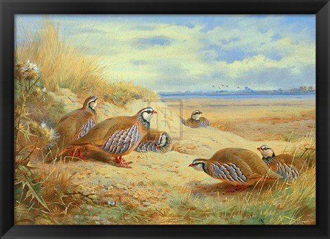 Framed French Partridges Print