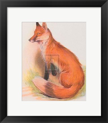 Framed Fox Print