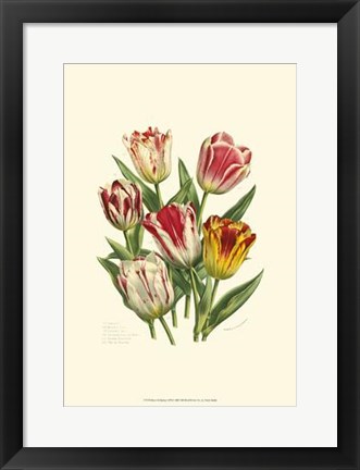 Framed Burst Of Spring I Print