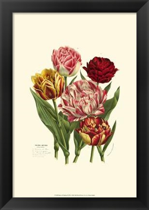 Framed Burst Of Spring II Print