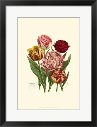 Framed Burst Of Spring II Print