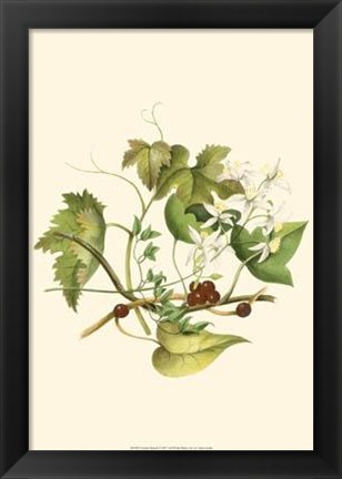 Framed Clematis Branch Print