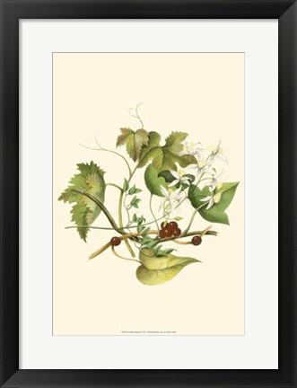 Framed Clematis Branch Print