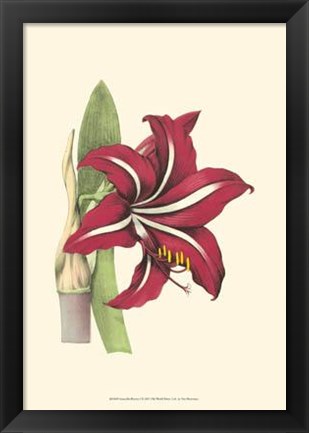 Framed Amaryllis Blooms I Print