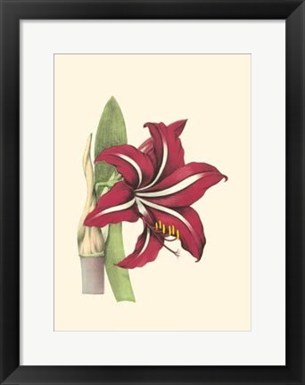 Framed Amaryllis Blooms I Print