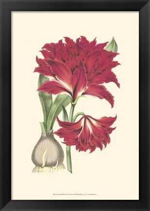 Framed Amaryllis Blooms II Print