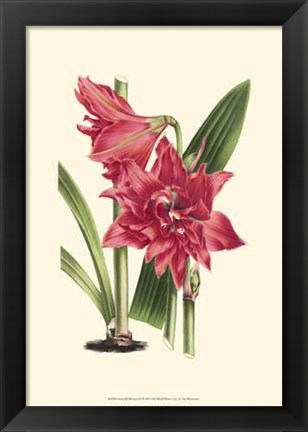 Framed Amaryllis Blooms III Print