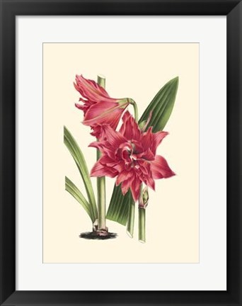 Framed Amaryllis Blooms III Print