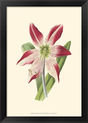 Framed Amaryllis Blooms IV Print