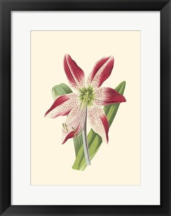 Framed Amaryllis Blooms IV Print