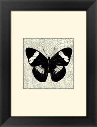 Framed Classical Butterfly III Print