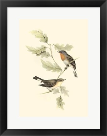 Framed Gould&#39;s Red-Breasted Fly-Catcher Print