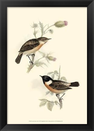 Framed Gould&#39;s Stone-Chat Print