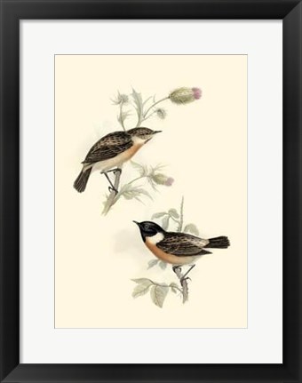 Framed Gould&#39;s Stone-Chat Print