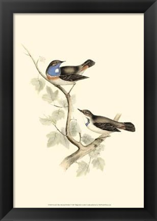 Framed Gould&#39;s Blue-Throated Warbler Print