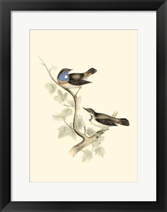 Framed Gould&#39;s Blue-Throated Warbler Print