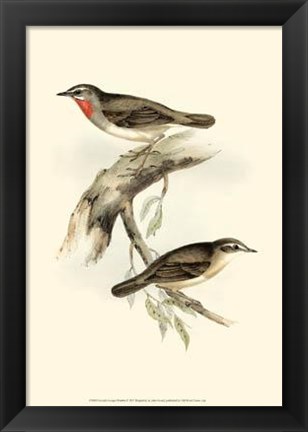 Framed Gould&#39;s Gorget Warbler Print