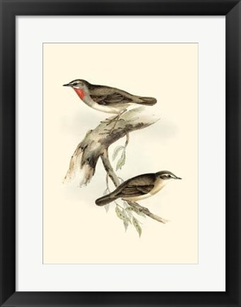 Framed Gould&#39;s Gorget Warbler Print