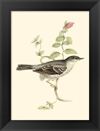 Framed Gould&#39;s Barred Warbler Print