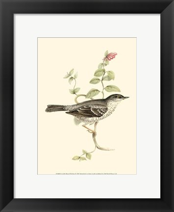 Framed Gould&#39;s Barred Warbler Print