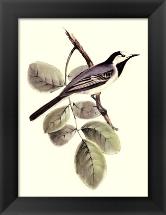 Framed Gould&#39;s White Wagtail Print