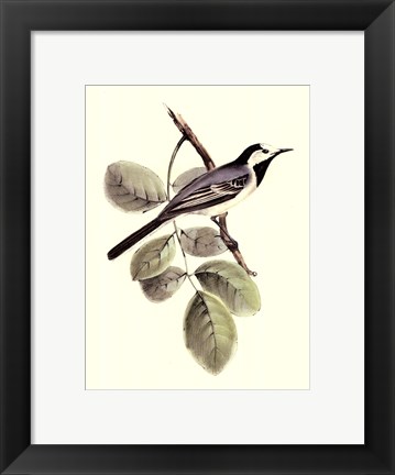 Framed Gould&#39;s White Wagtail Print