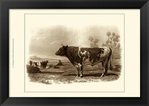 Framed Bovine III Print