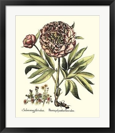 Framed Framboise Floral III Print