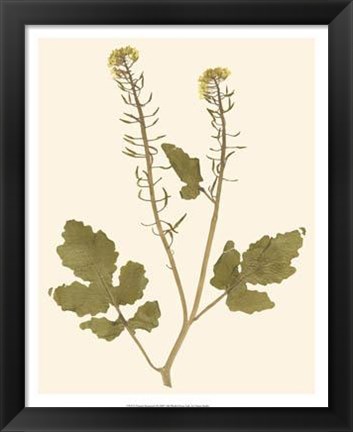 Framed Pressed Botanical I Print