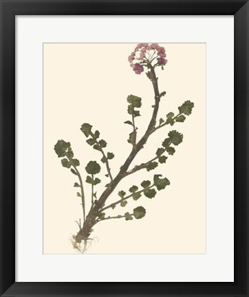 Framed Pressed Botanical II Print