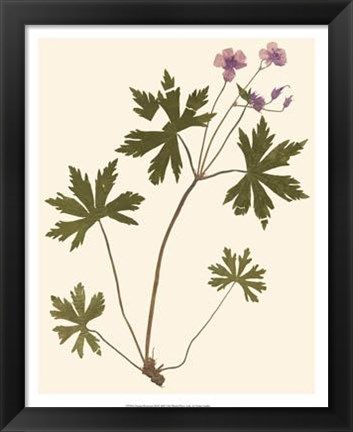 Framed Pressed Botanical III Print