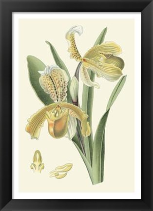 Framed Delicate Orchid IV Print